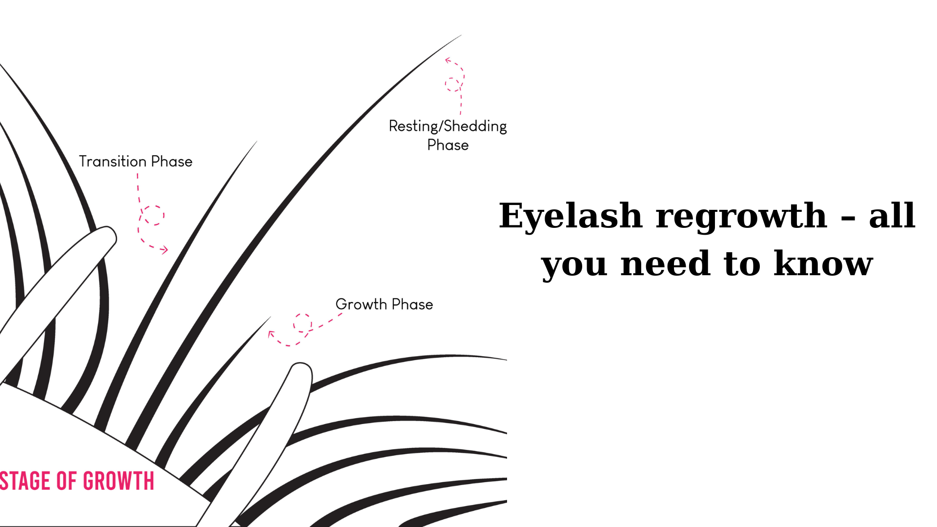 Eyelash regrowth – all you need to know