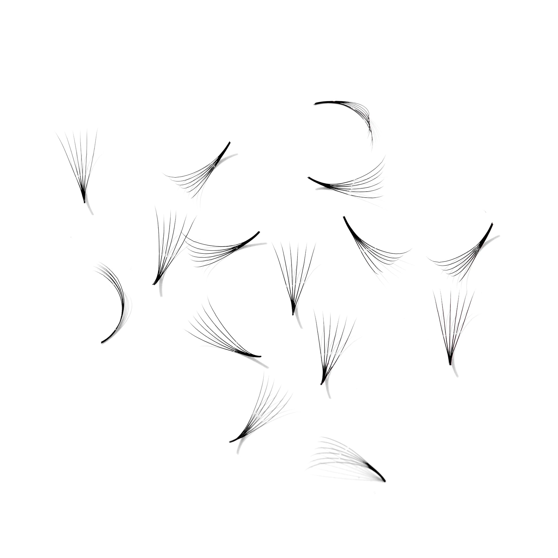 Promade fans loose 6D 0.07 | 500 fans - GlamorEyelash 